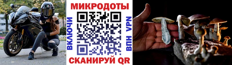 хочу   Медногорск  Галлюциногенные грибы Psilocybine cubensis 